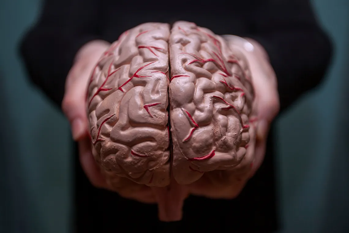 Human brain held in two hands Human brain held in two hands
